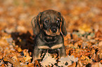 Dachshund puppy