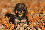 Dachshund puppy