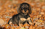 Dachshund puppy