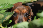 Dachshund puppy