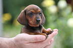 Dachshund puppy