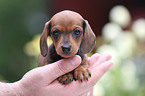 Dachshund puppy