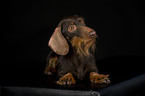 lying wirehaired Dachshund