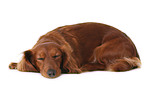 lying dachshund