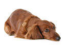 lying dachshund