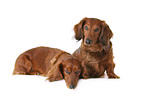 dachshunds