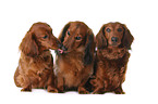 dachshunds