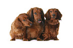 dachshunds