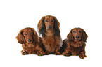 dachshunds