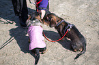 2 Dachshund