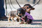 3 Dachshund