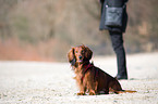 longhaired Dachshund