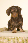 sitting wirehaired Dachshund