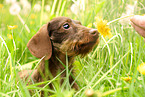 snuffling wirehaired Dachshund