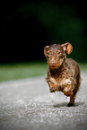 running wirehaired Dachshund