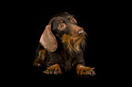 lying wirehaired dachshund