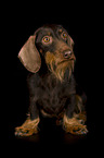 sitting wirehaired dachshund