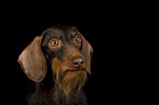 wirehaired dachshund portrait