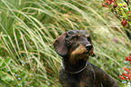 wirehaired Dachshund portrait