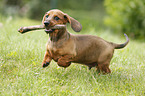 shorthaired Dachshund Puppy