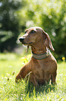 sitting shorthaired Dachshund