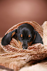 shorthaired Dachshund Puppy