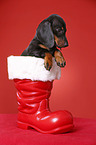 shorthaired Dachshund Puppy