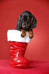 shorthaired Dachshund Puppy