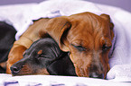 2 shorthaired Dachshund Puppies