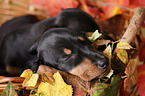 shorthaired Dachshund Puppy