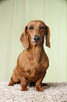 sitting shorthaired Dachshund