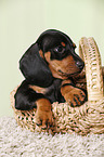 shorthaired Dachshund Puppy