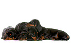 4 shorthaired Dachshund Puppies