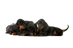 4 shorthaired Dachshund Puppies