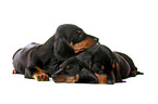 3 shorthaired Dachshund Puppies