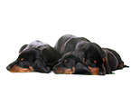 3 shorthaired Dachshund Puppies