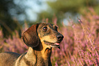 shorthaired Dachshund Portrait