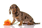 Dachshund Puppy