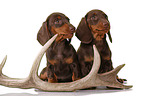 2 Dachshund Puppies