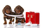 2 Dachshund Puppies