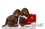 2 Dachshund Puppies