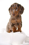 Dachshund Puppy