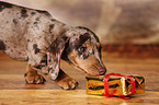 Dachshund Puppy