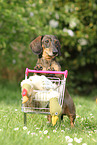Dachshund with shopping cart