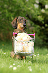 Dachshund with shopping cart