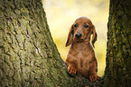 Dachshund Puppy