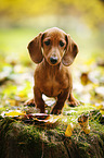 Dachshund Puppy