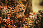 Dachshund Puppy