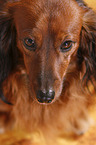 longhaired Dachshund Portrait