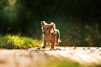 running longhaired Dachshund